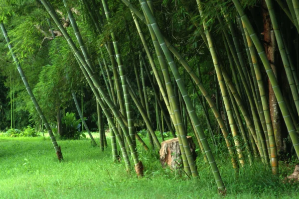 bamboo products natural joint stock