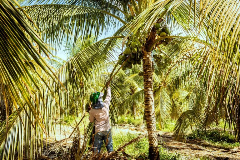 coconuts eco-friendly material natural joint stock