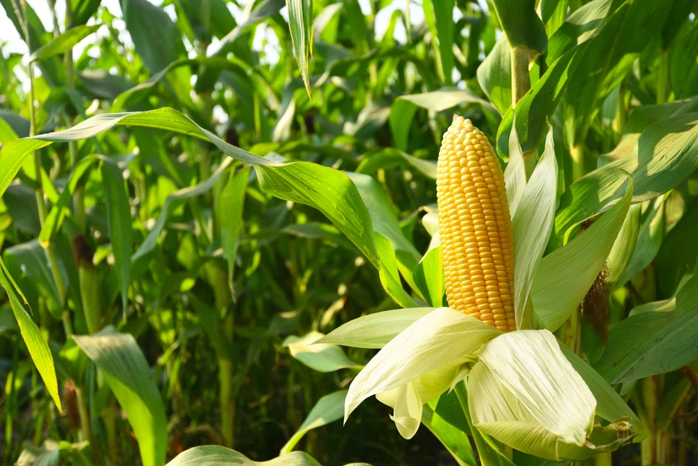 corn products eco-friendly natural joint stock
