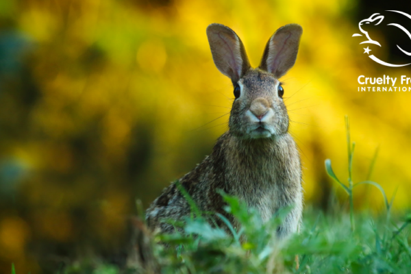leaping bunny vegan animal njsc