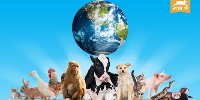 peta animal vegan njsc