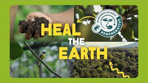 rainforest alliance rừng bền vững njsc