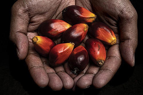 RSPO sustainable palm oil njsc